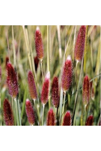 Pennisetum Red Head